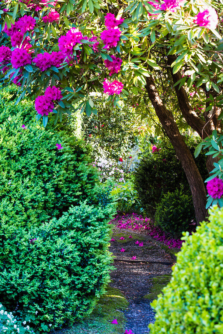 Garden path between boxwood and rhododendron