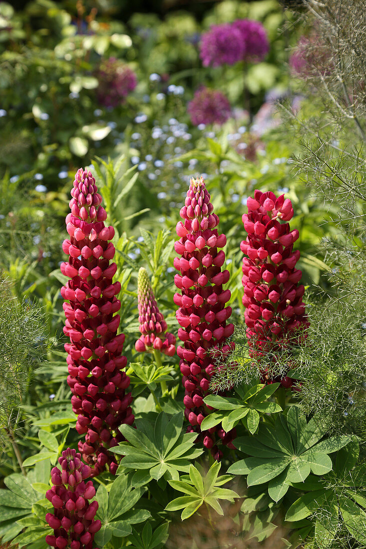 Red blooming lupine