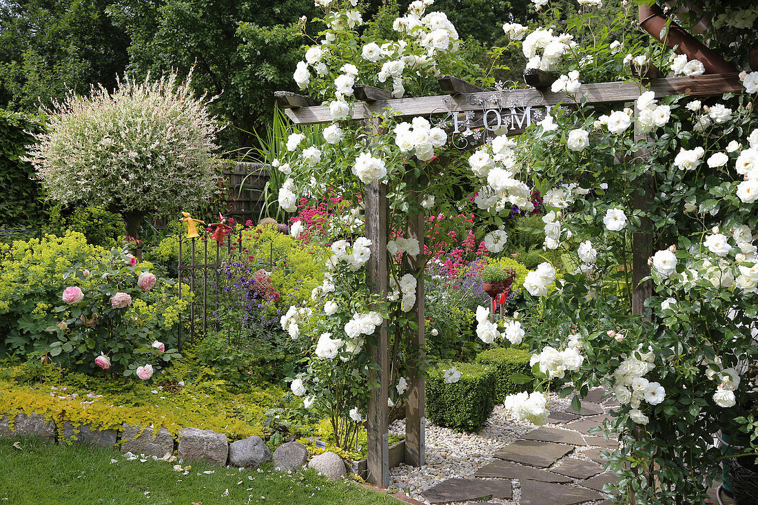 Climbing rose 'Snow White' at the rose arch, harlequin willow in the bed