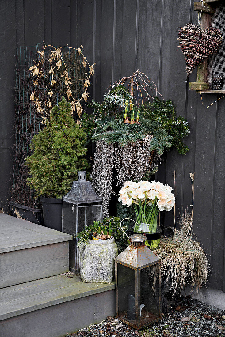 Lanterns, spring bulbs and small conifer on steps