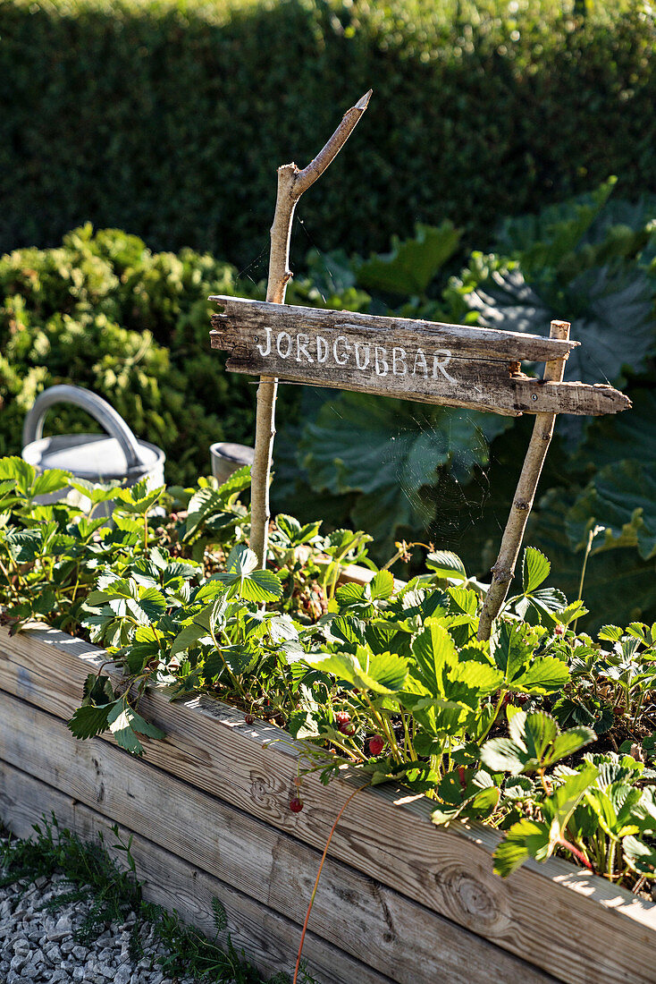 Rustic wooden sign with Swedish text in raised bed of strawberries