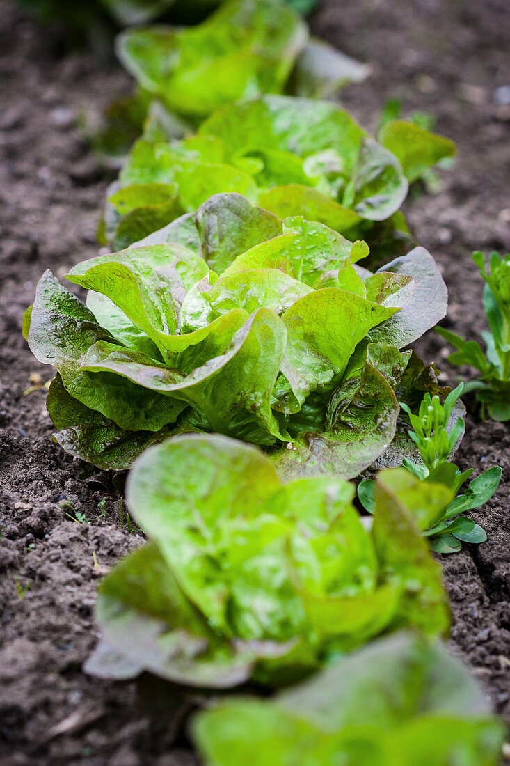 Lettuce in salad bed