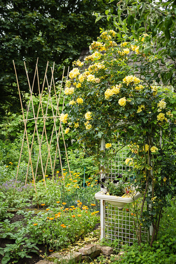 Yellow climbing rose in cottage garden