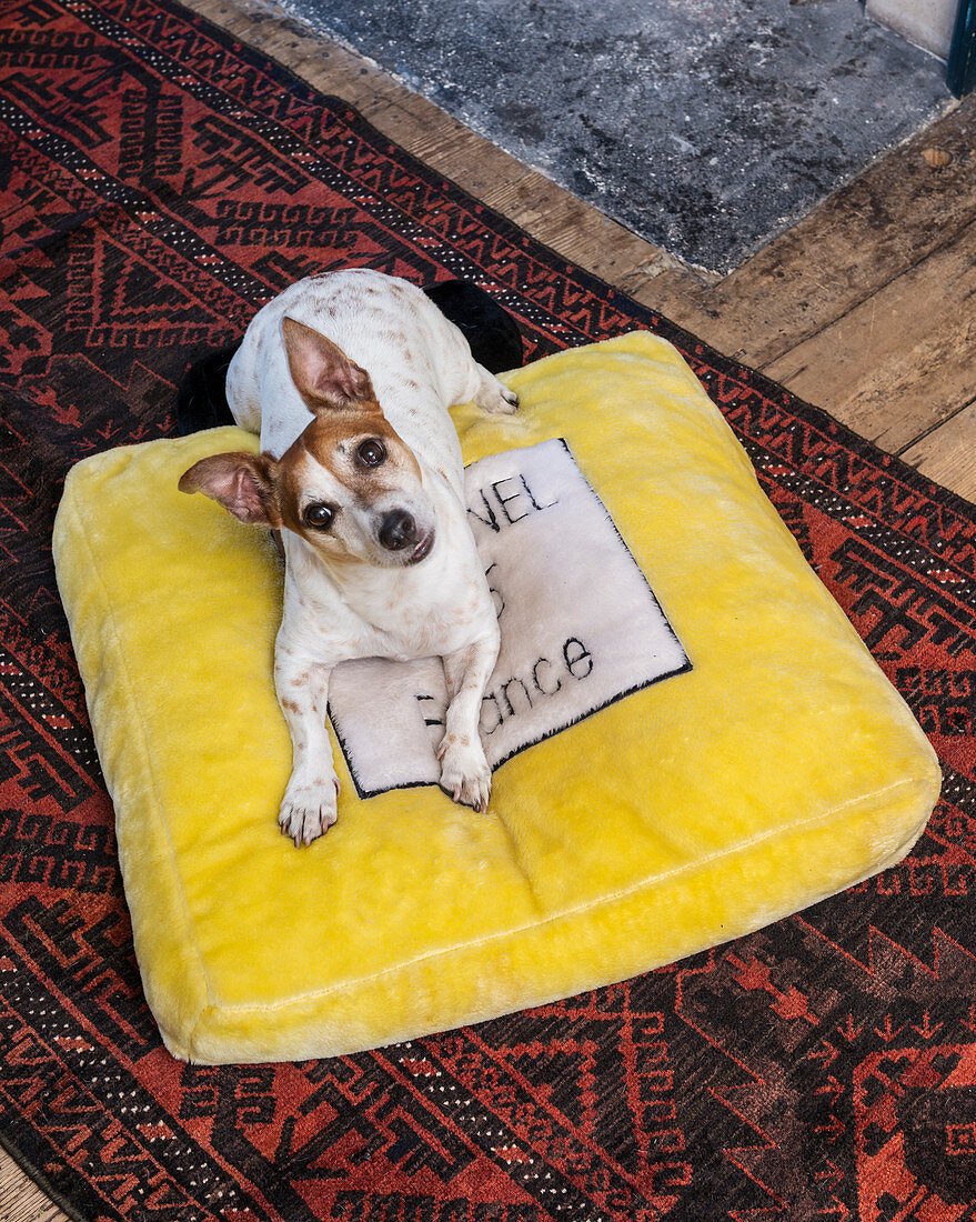 Jack Russell Terrier liegt auf gelbem Samtkissen