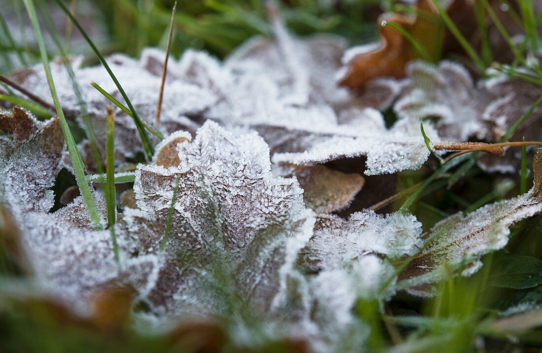 Autumn leaves covered in hoar frost amongst green blades of grass