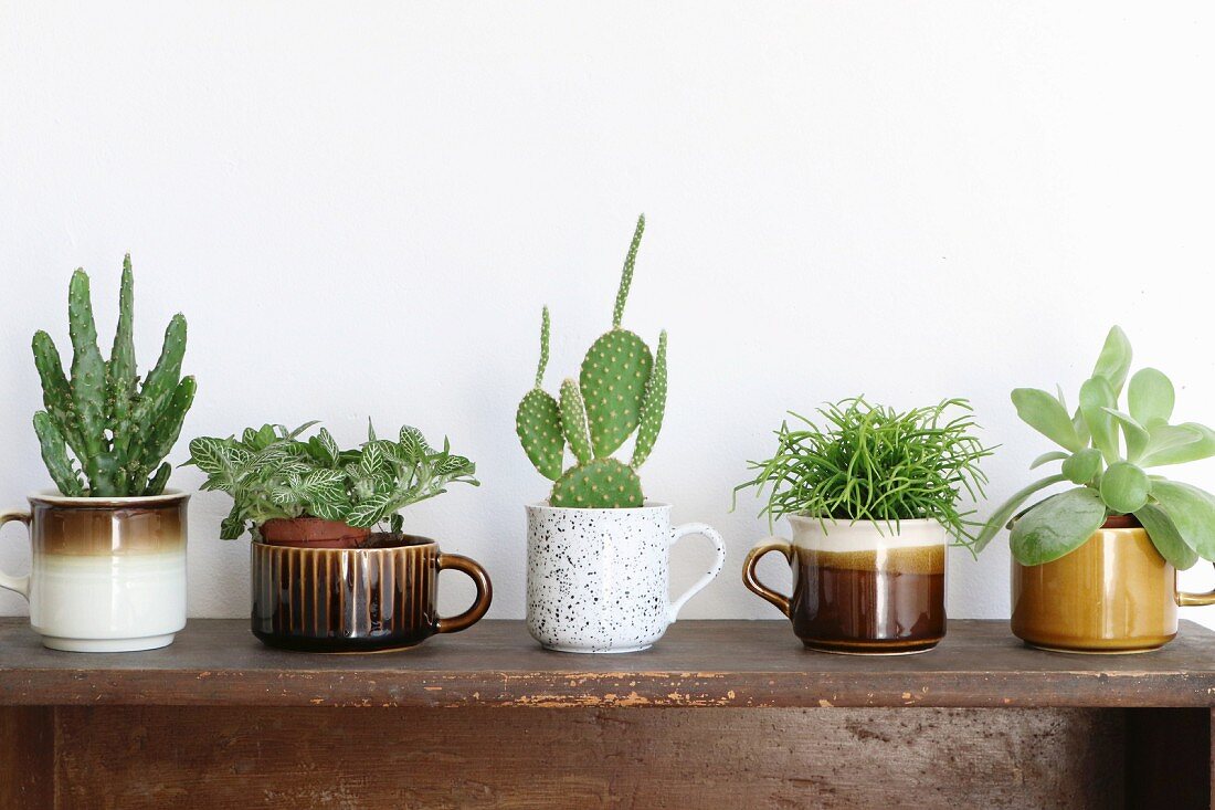 Various succulents planted in old cups in shades of brown