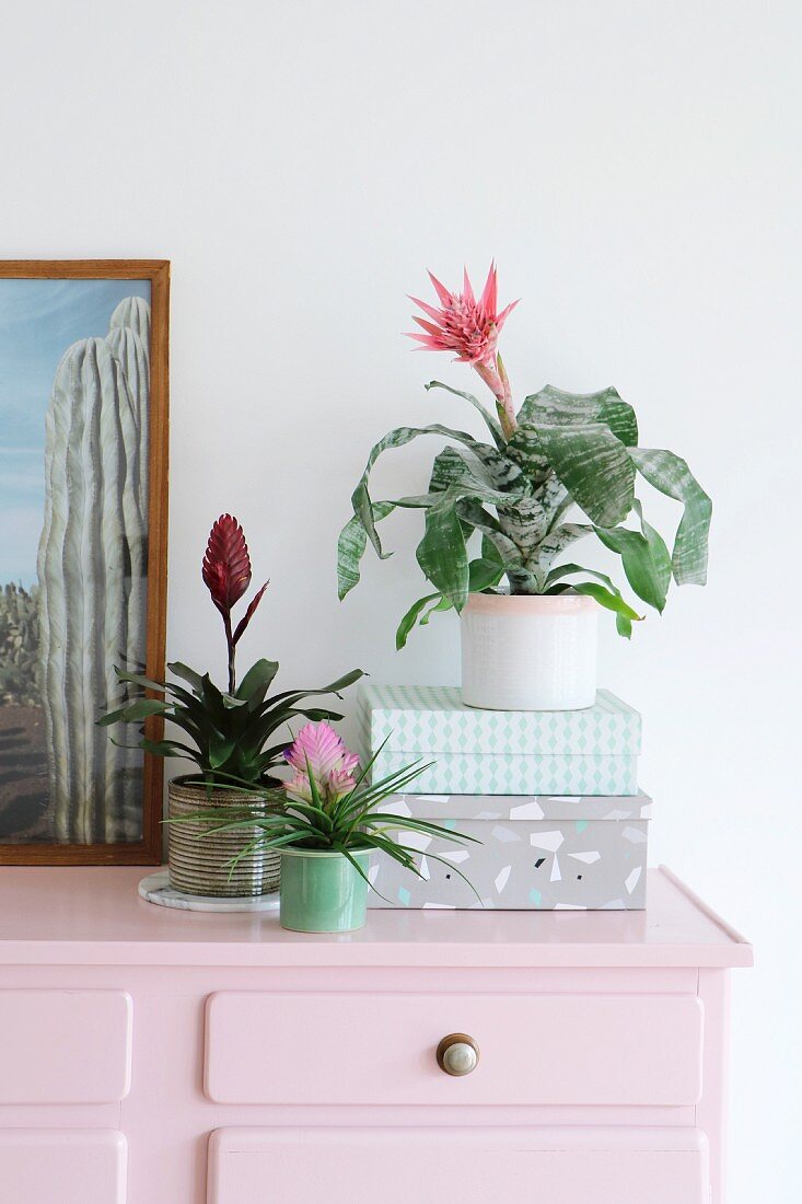 Various bromeliads in top of pink chest of drawers