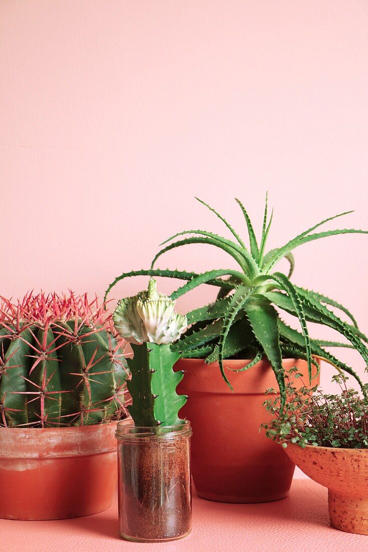 Various cacti in front of pink wall