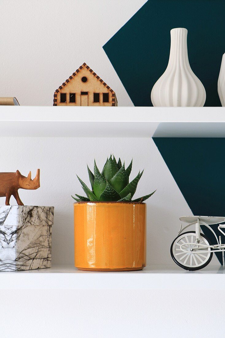 Ornaments and potted succulent on shelves on two-tone wall