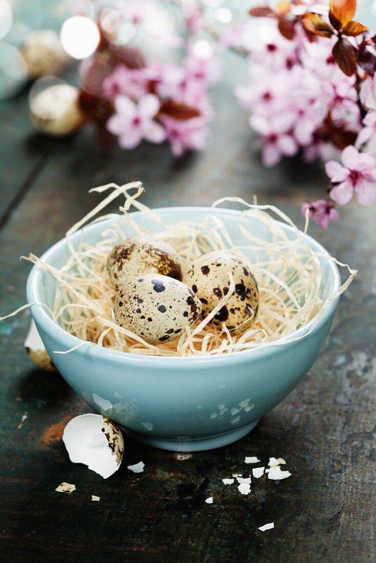 Quail easter eggs in abowl and spring cherry blossoms on wooden table