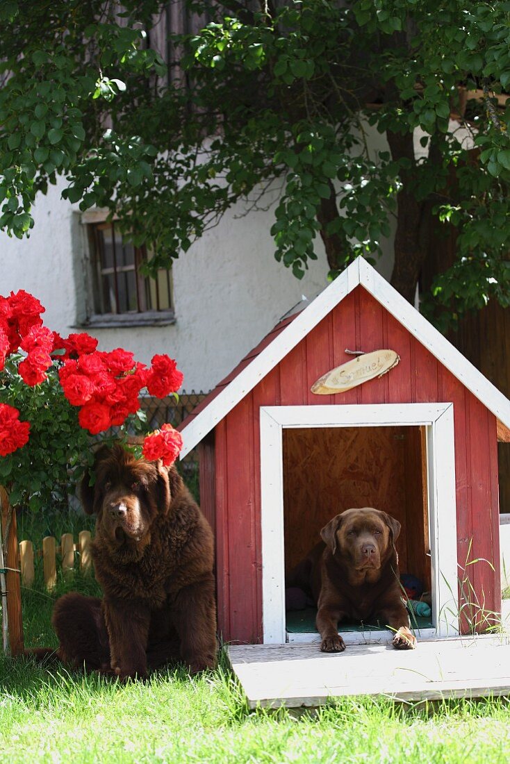Zwei Hunde und eine rote Hundehütte im Garten