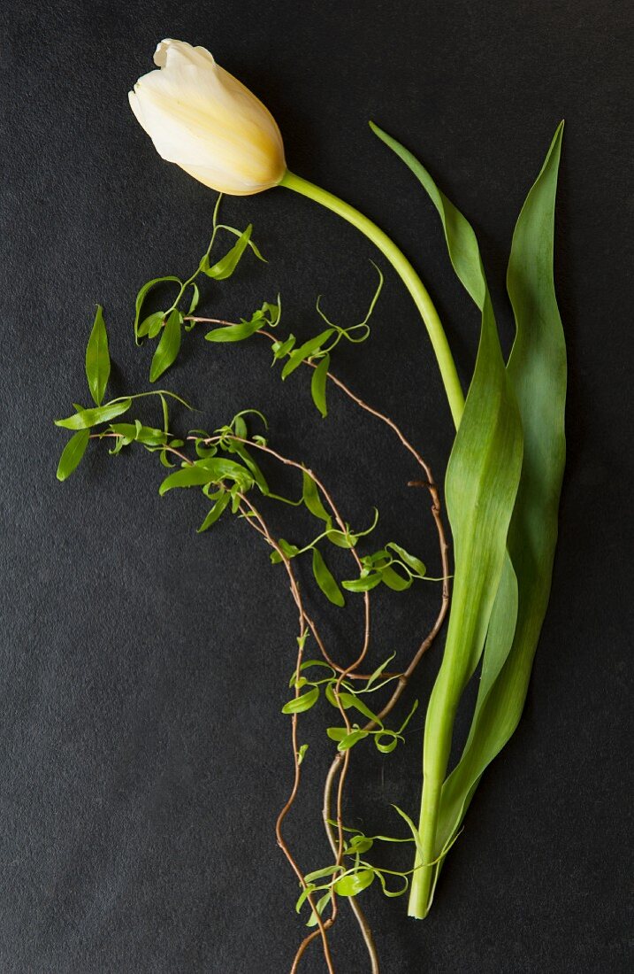 Single white tulips and sprig of leaves on black surface