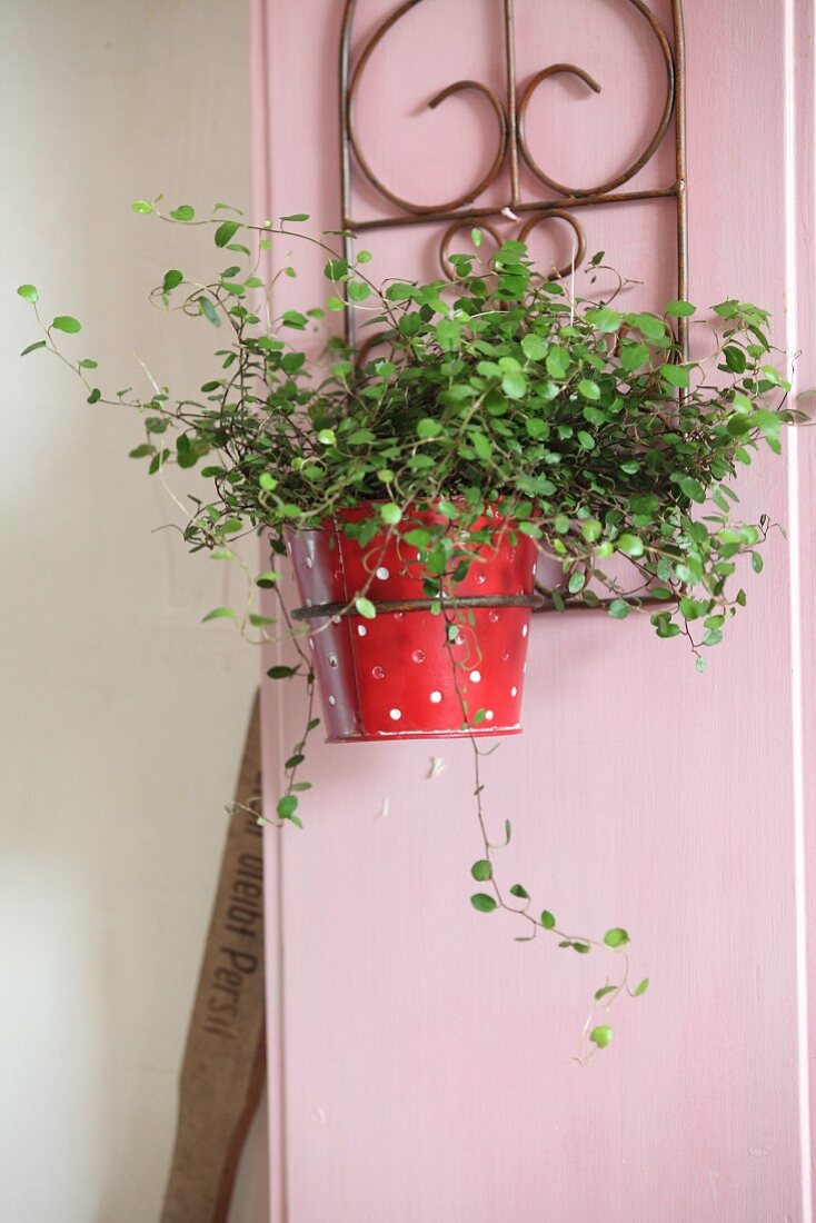 Grünpflanze in rot-weißem Übertopf in Metallgestell an rosa Holzrahmen