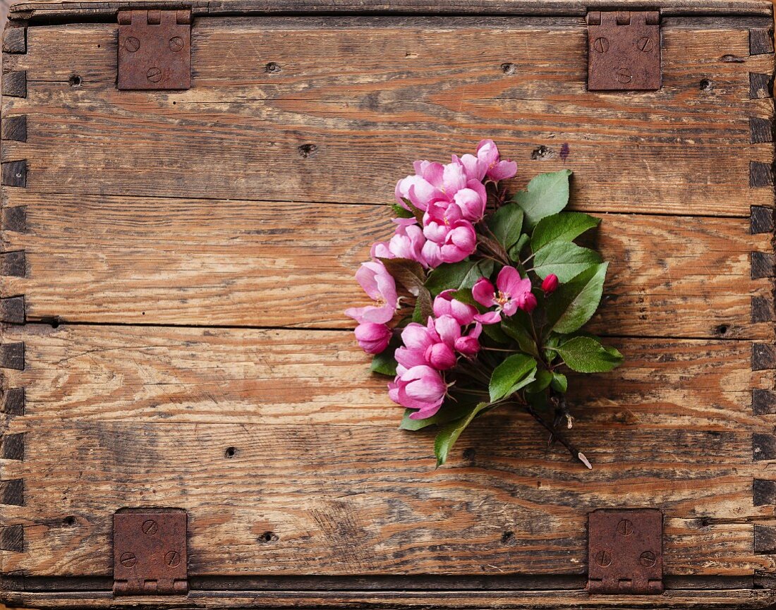 Blossoming branch of Pink apple tree on wooden background