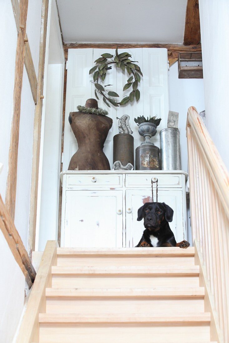 Hund liegt vor einer Kommode mit Vintagestücken an der Treppe
