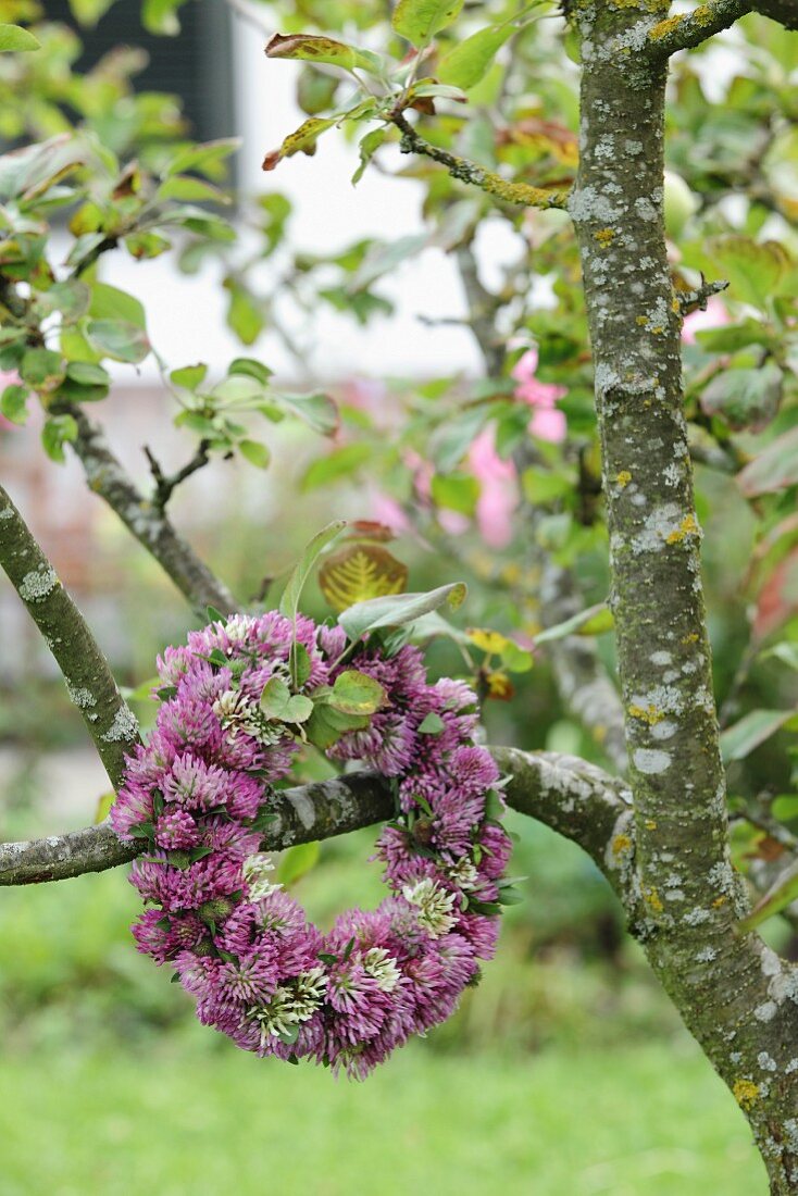 Wreath of clover flowers on fruit tree in garden