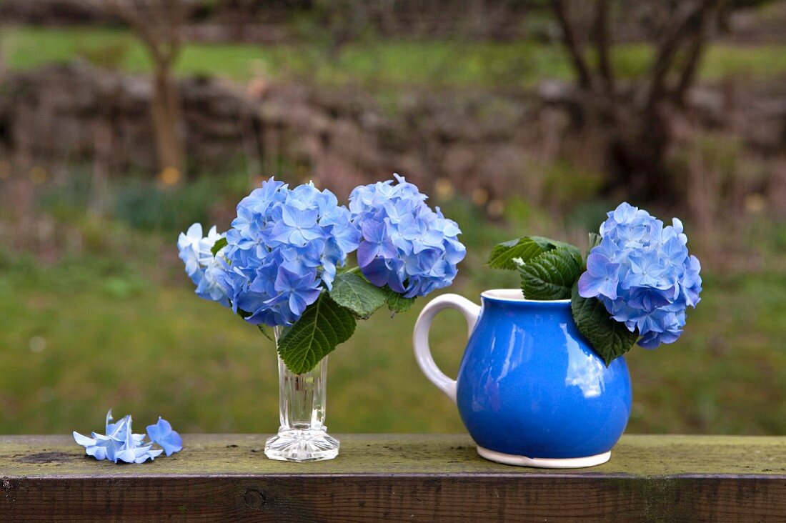 Arrangements of blue hydrangeas in vase and blue jug