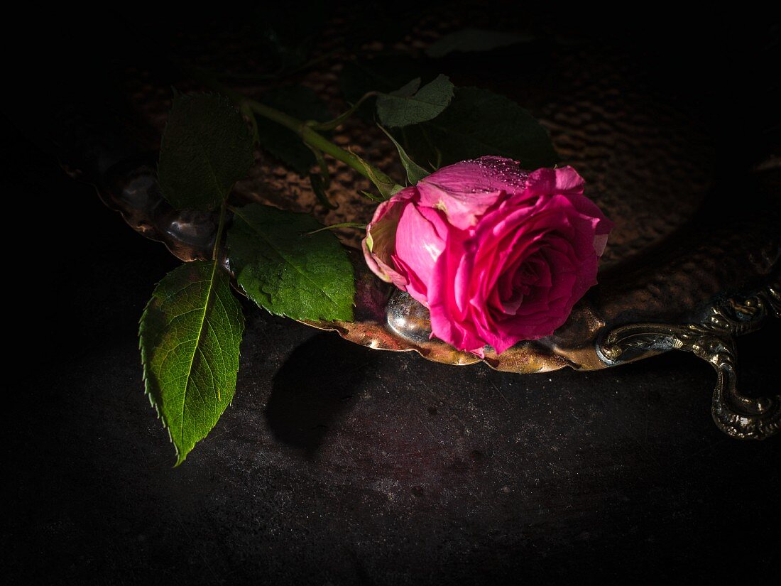 Pink rose on silver tray against black background