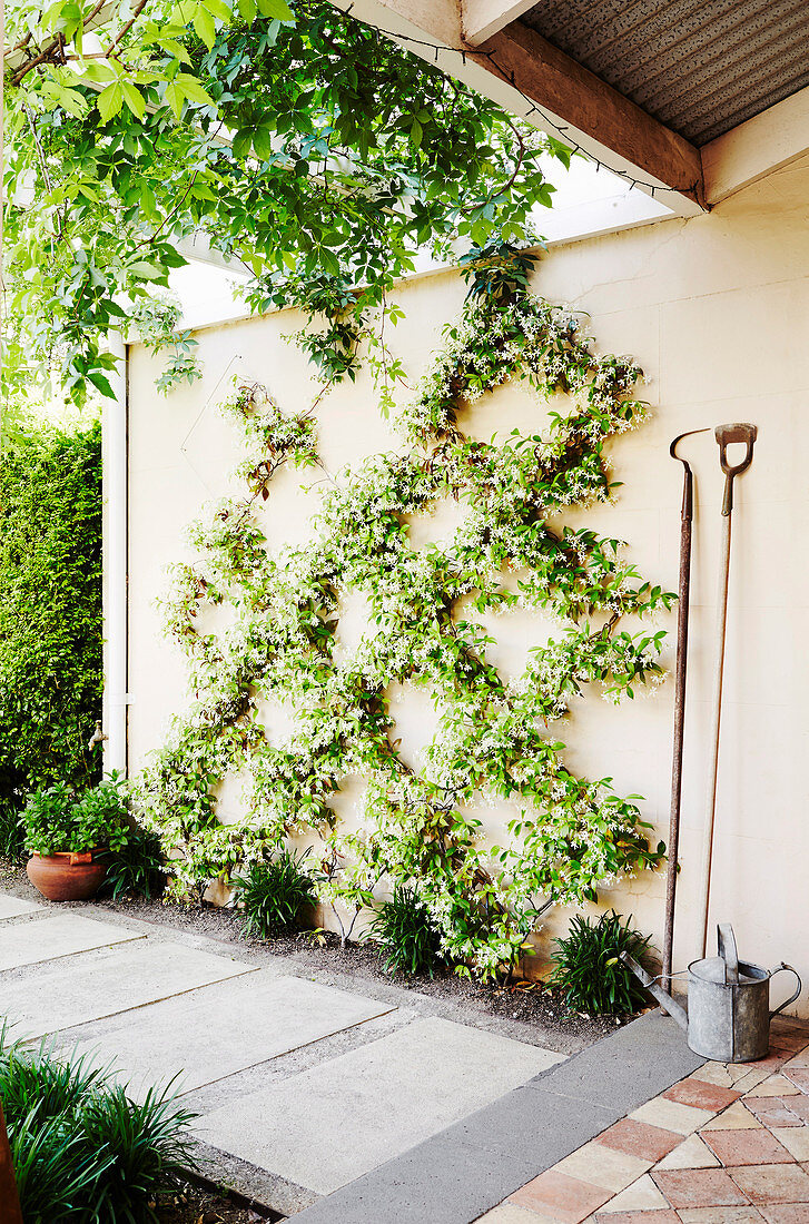 Star jasmine (Trachelospermum jasminoides) in diamond pattern decorates the wall