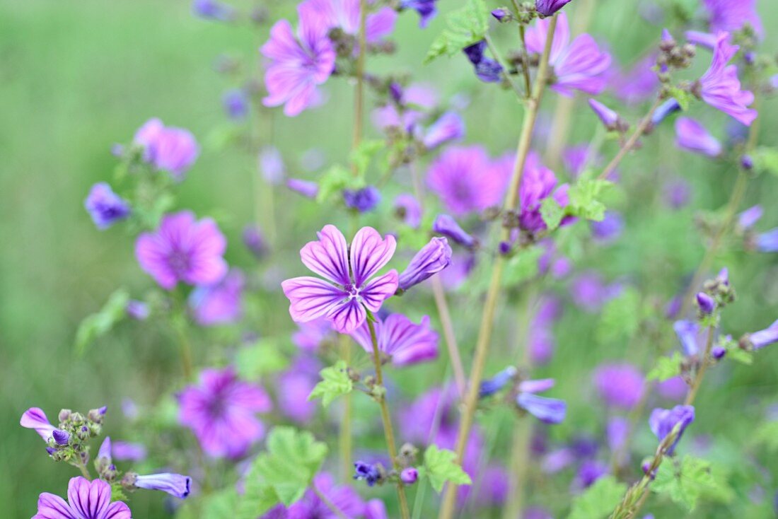 Violett blühende wilde Malven