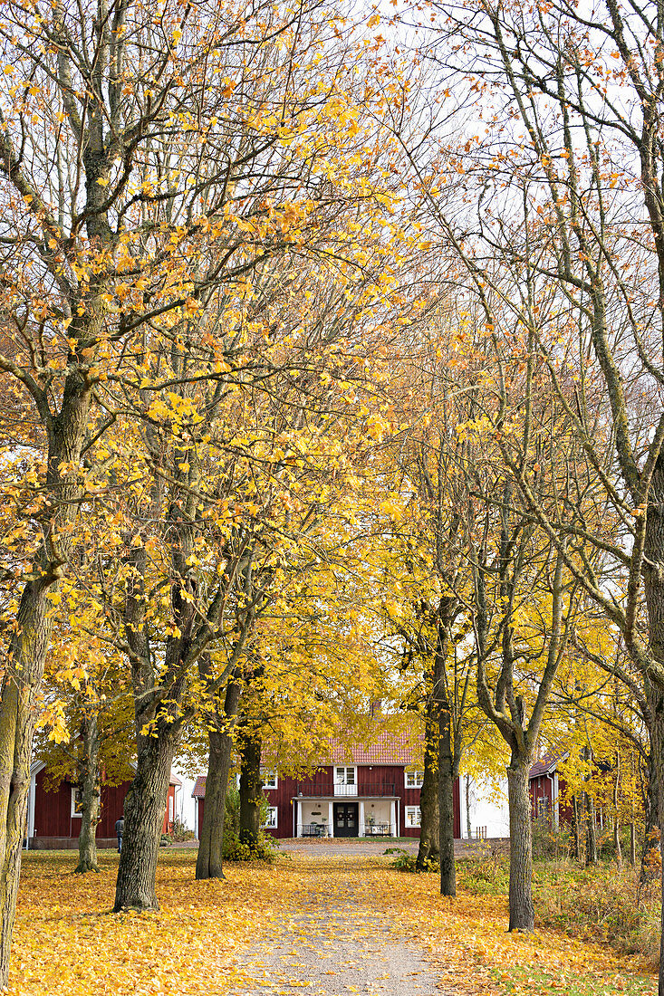Von Bäumen gesäumter Weg zu einem Schwedenhaus im Herbst