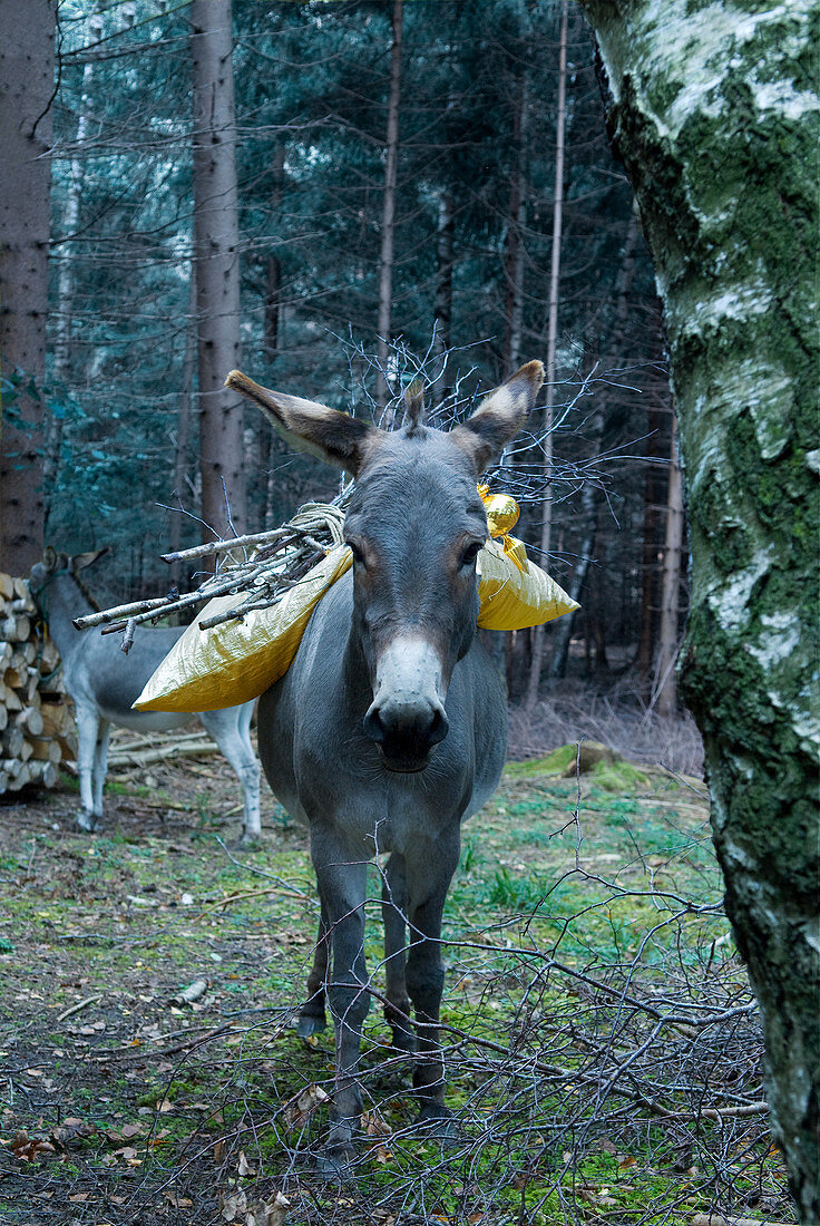 Esel mit goldenem Kissen und Zweigen auf einer Waldlichtung