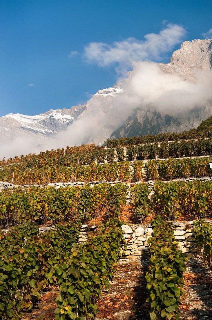 Chamoson vineyard in front of mountain massif in Swiss canton of Valais
