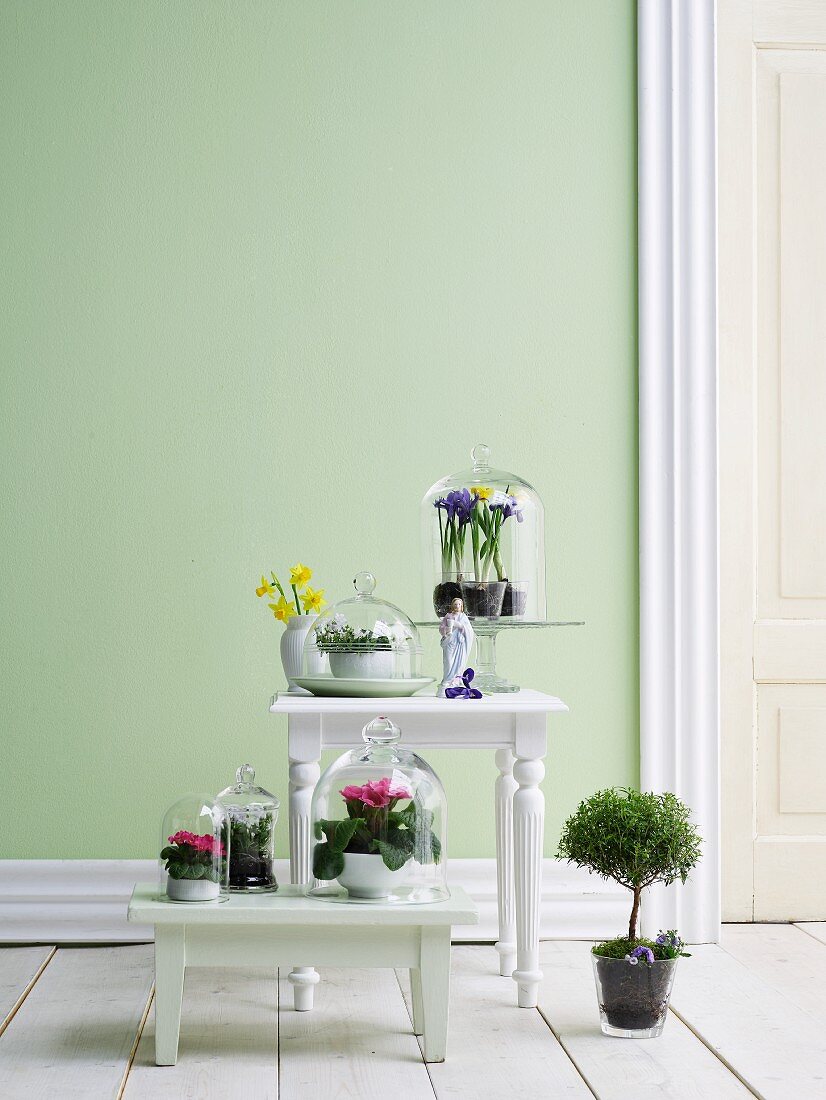 Spring flowers under glass covers on white stool and table