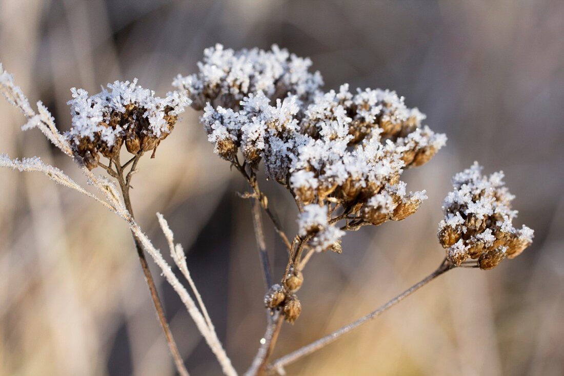 Tansy seedheads covered in hoar frost