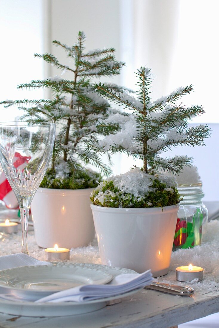 Kleine, eingepflanzte Fichtenbäume mit Moos und Dekoschnee als weihnachtliche Tischdeko