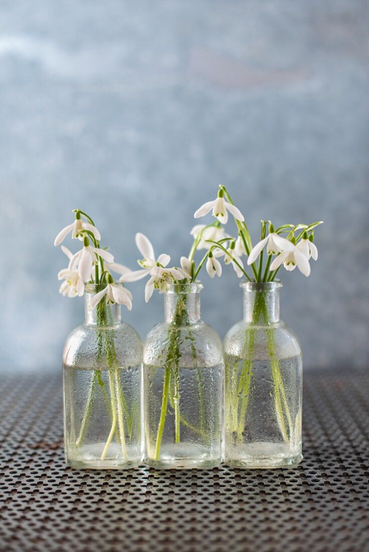 Schneeglöckchen in drei Vasen