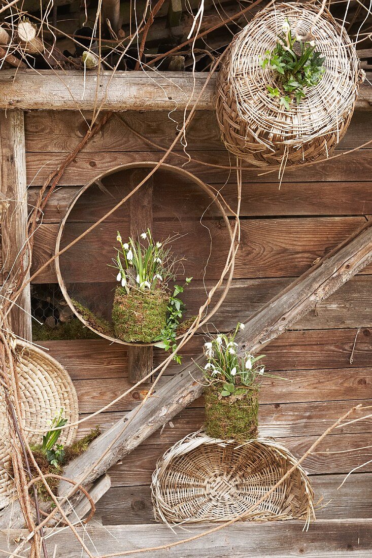 Snowdrops and spring snowflakes in mossy plant pots against wooden wall