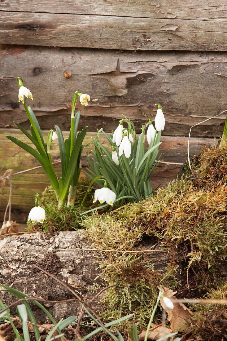 Harbingers of spring: Snowdrops and spring snowflake amongst moss against wooden wall
