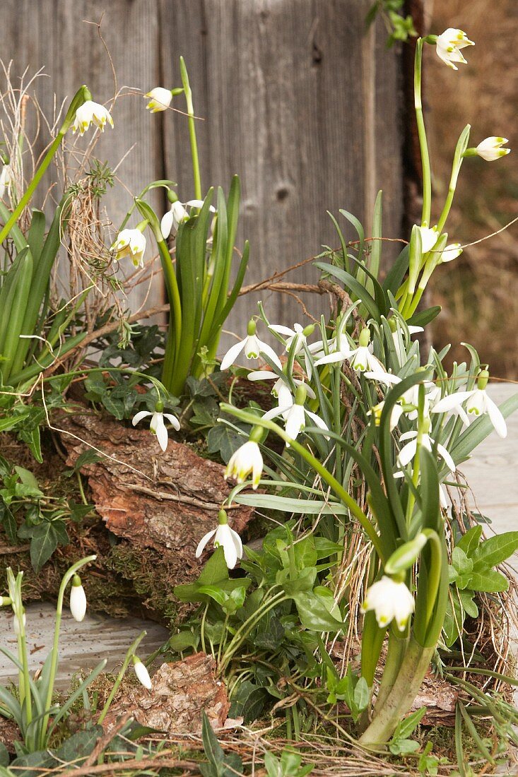 Harbingers of spring: Snowdrops, spring snowflakes and ivy in garden