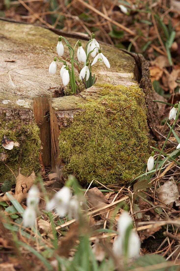 Harbingers of spring: flowering snowdrops growing through mossy tree stump