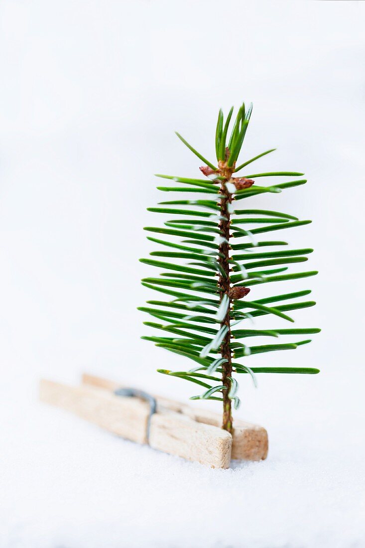 Stilisierter Weihnachtsbaum: Fichtenästchen in Wäscheklammer befestigt