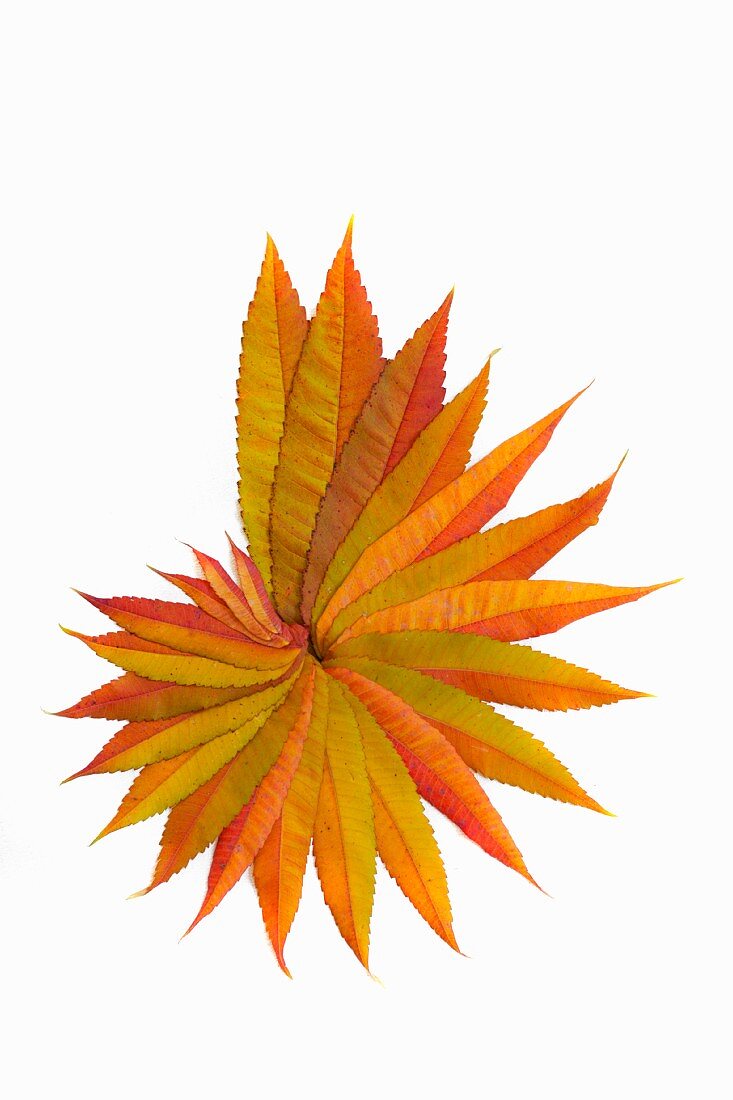 Herbstlich gefärbte Essigbaumblätter schneckenförmig arrangiert vor weißem Hintergrund