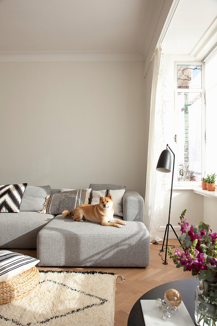 Dog sitting on grey sofa in light-flooded living room