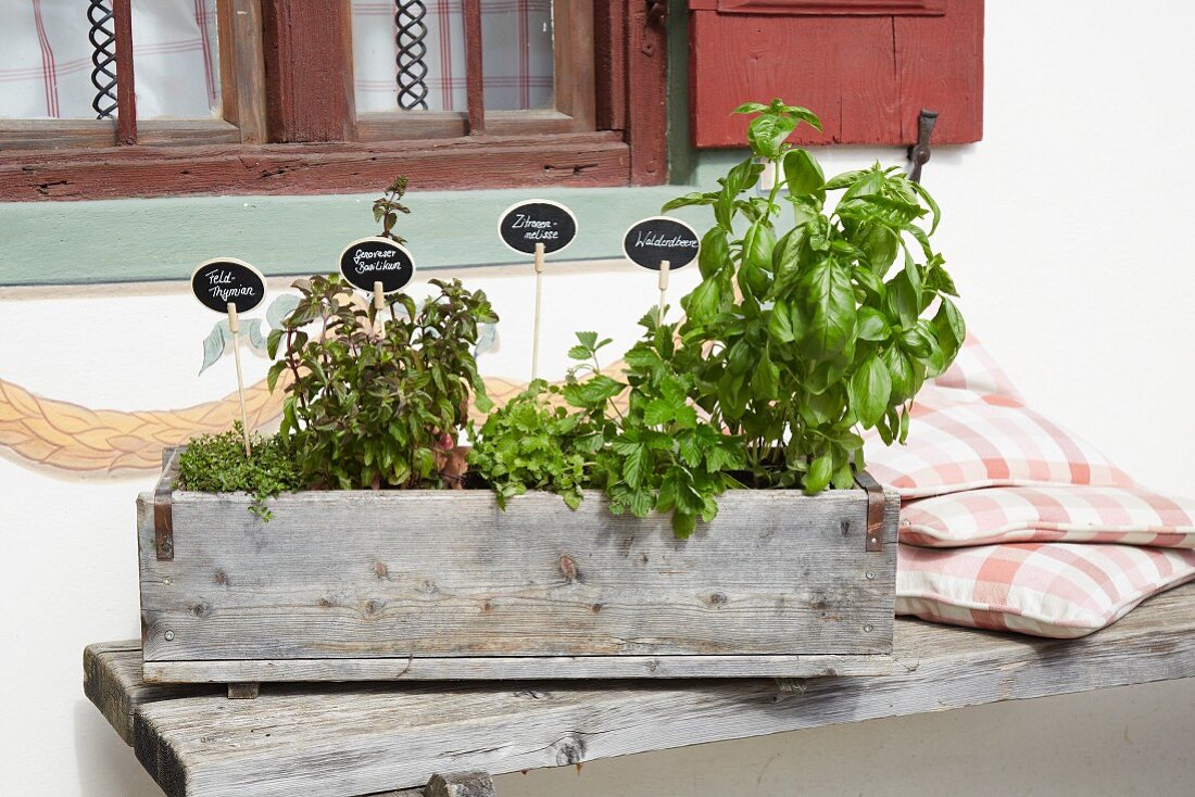 Herbs planted in wooden crate