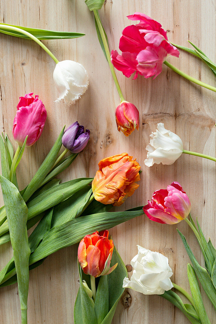 Various colourful tulips on wooden surface