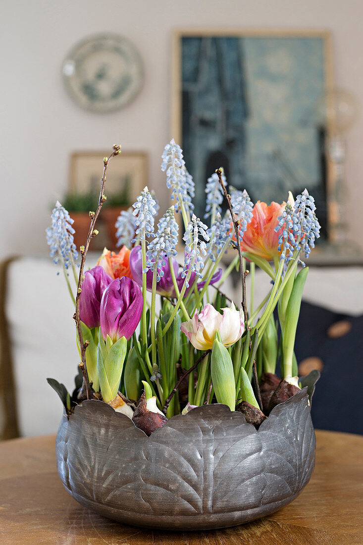 Tulips and grape hyacinths planted in metal bowl