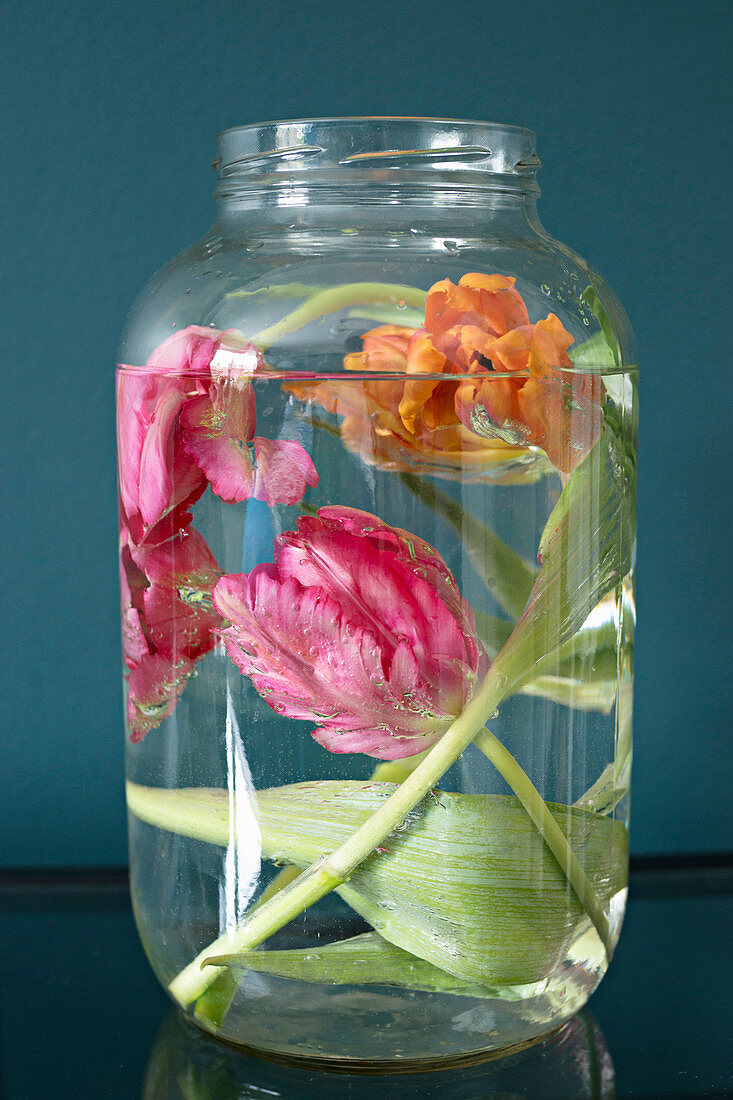Tulips submerged in large screw-top jar of water