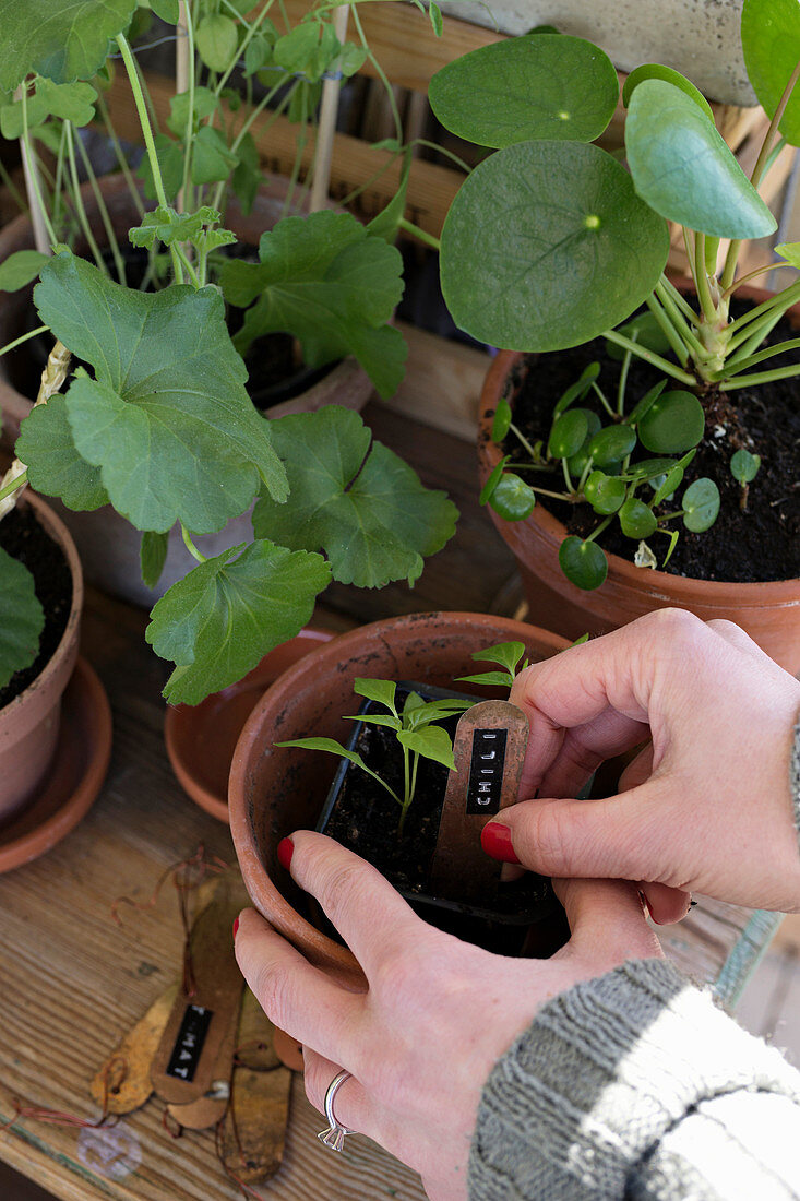 Hands sticking plant label into terracotta pot with young plant