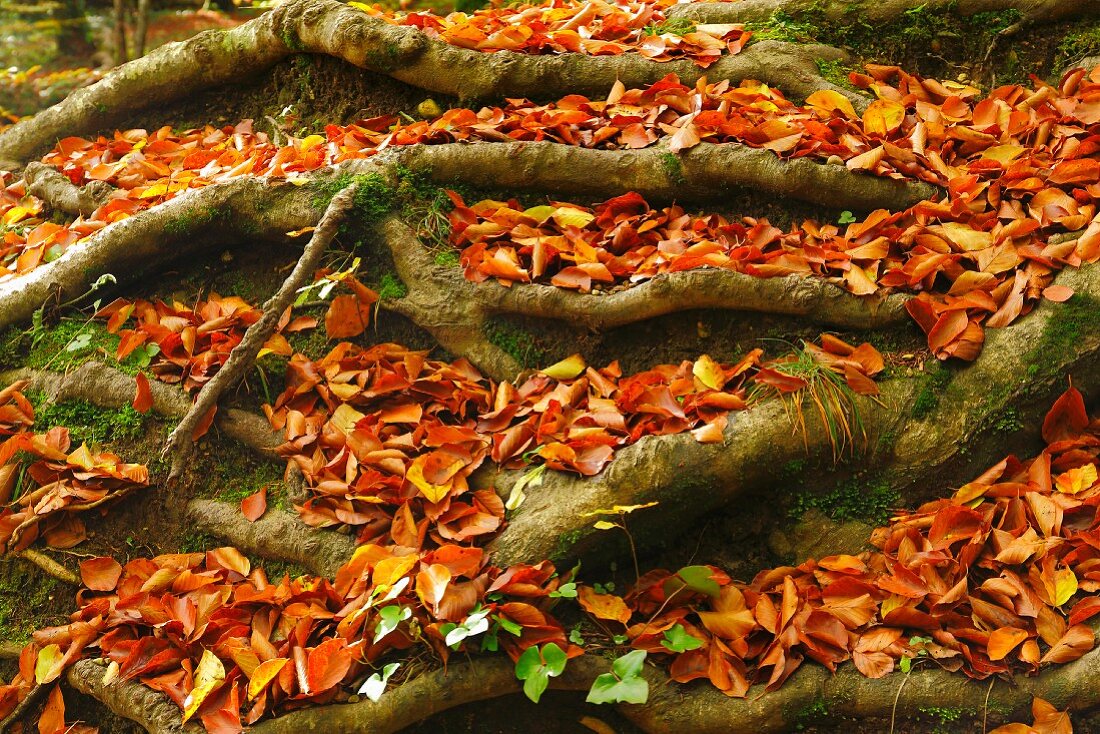 Autumn leaf litter amongst beech roots