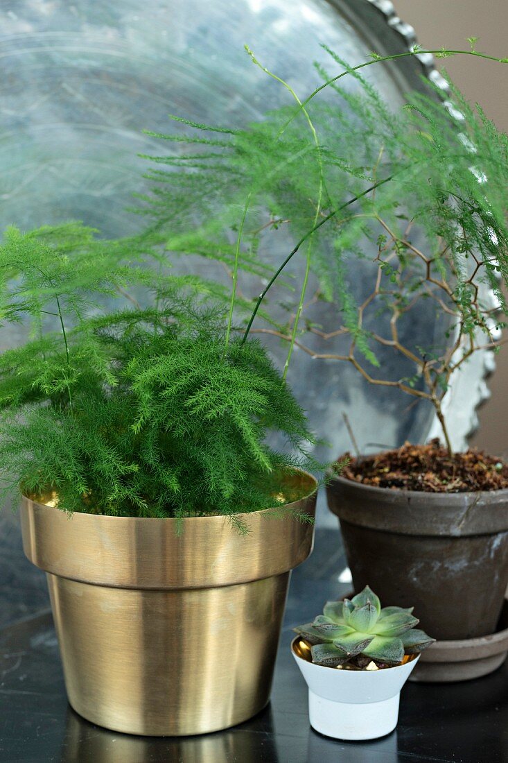 Asparagus fern in gold pot, succulent and toromiro