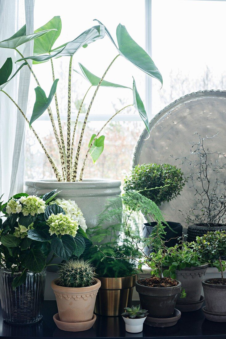 Sammlung verschiedener Grünpflanzen vor dem Fenster