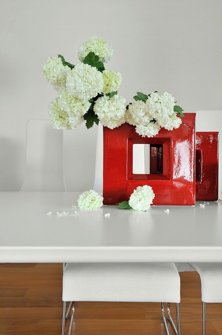 White hydrangeas in glossy red angular vase