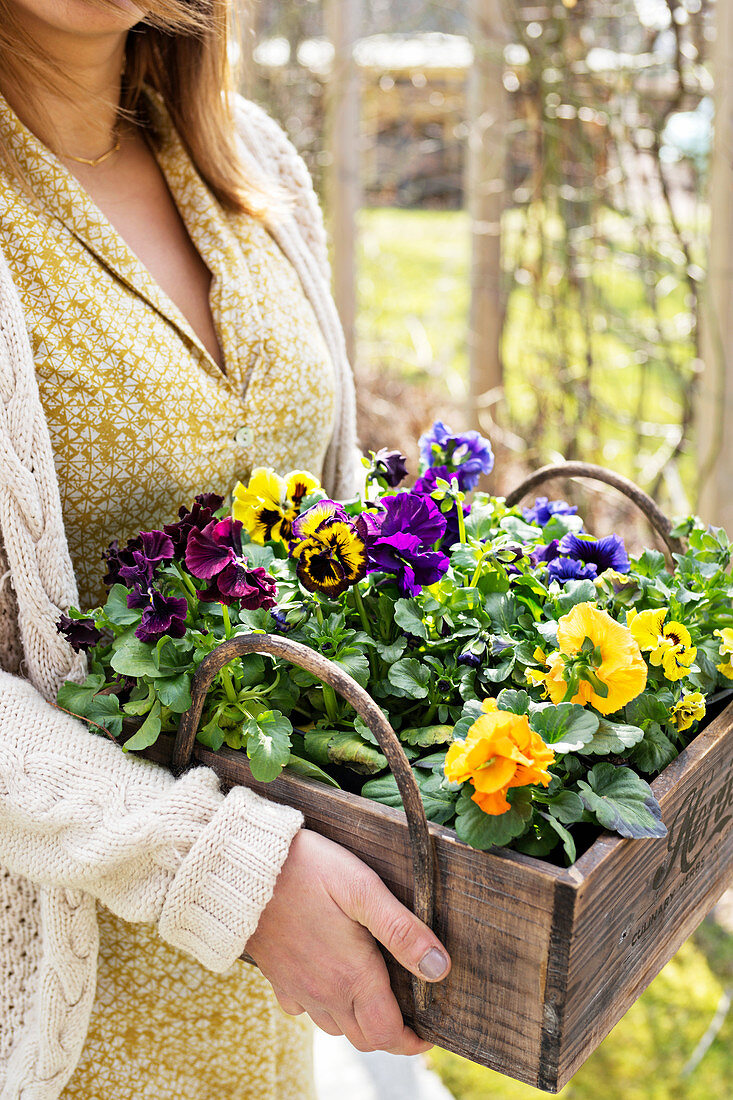 Woman holding wooden crate of pansies