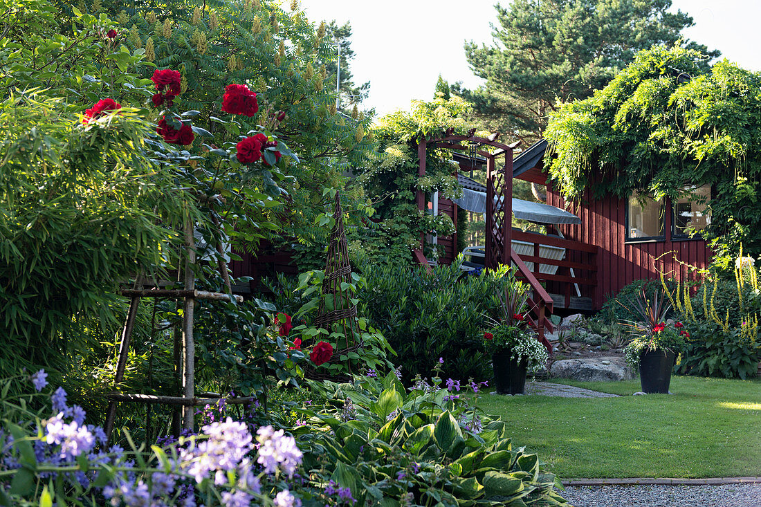 Red climbing rose in garden with wooden summerhouse in background
