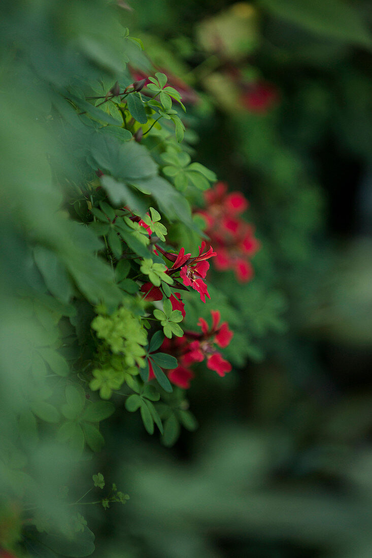 Pracht-Kapuzinerkresse (Tropaeolum speciosum) blüht im Garten